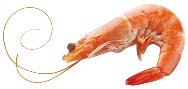 Camarão