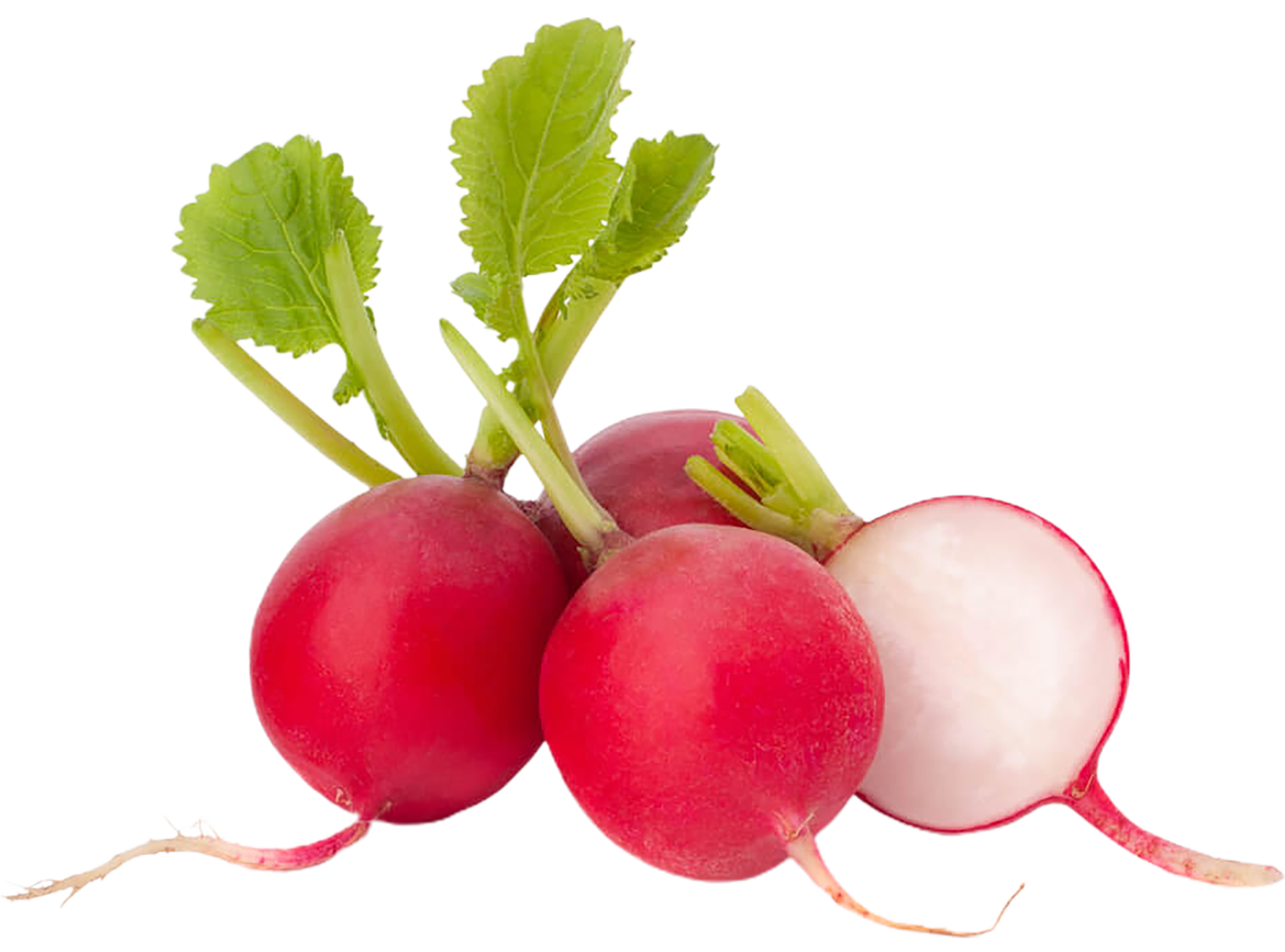 Rabanete