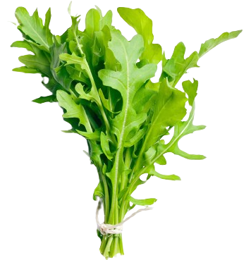 Rúcula
