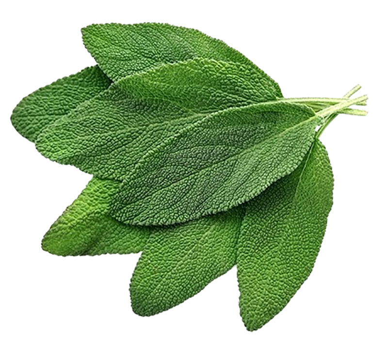 Salvia