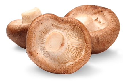 Shitake